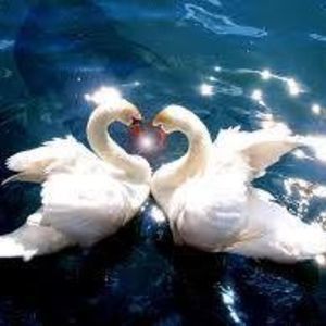 Meet your Posher, Marian